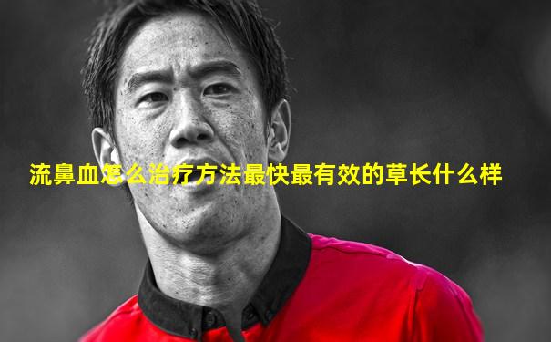 流鼻血怎么治疗方法最快最有效的草长什么样